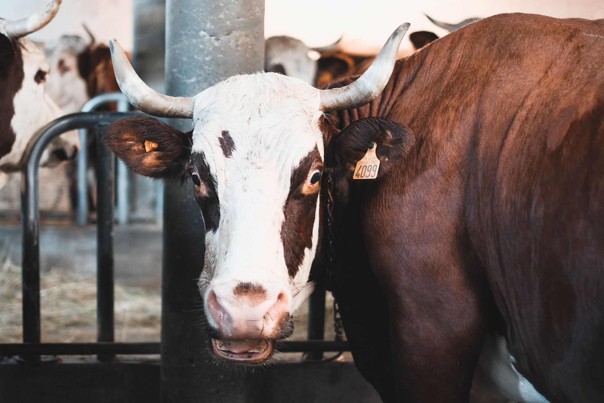 Vache Reblochon Ferme